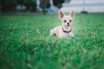 Chihuahua
