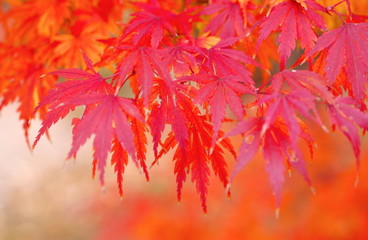 紅葉