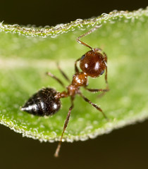 ant in nature. macro