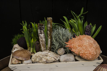 Still life of sea shells and greenery in a wooden box or basket
