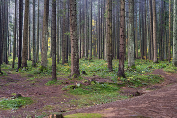 Obraz premium Coniferous forest
