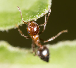ant in nature. macro