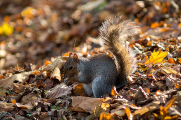 gray squirrel in the foreground eating peanut