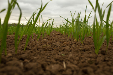 Fresh green wheat grass