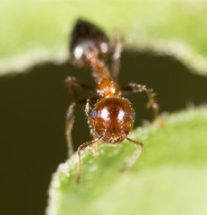 ant in nature. macro