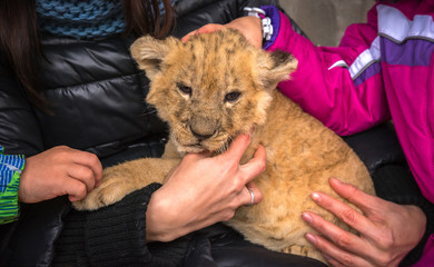 lion cub.