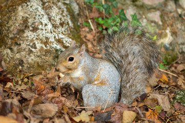Naklejka na ściany i meble gray squirrel in the foreground eating peanut