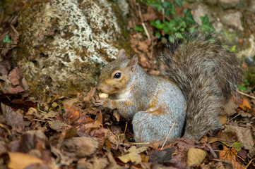 Naklejka na ściany i meble gray squirrel in the foreground eating peanut