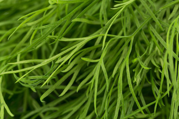 Fresh organic dill