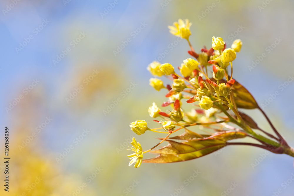 Canvas Prints spring nature landscape with maple tree flowers macro view. fresh leaves against sunlight. soft focu