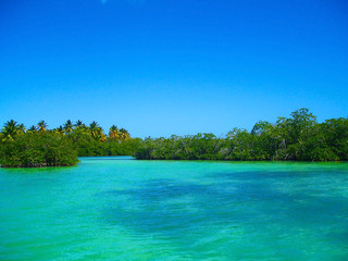 Mangrove forests, mangroves in the Caribbean, Dominican Republic