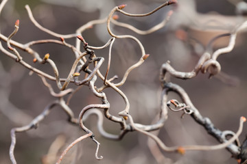Curly branches. unusually shaped tree. nature abstract concept. macro view, shallow depth field