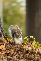 gray squirrel in the foreground eating peanut