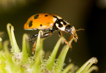 ladybird on nature. macro