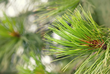 Macro view spruce needles. Evergreen tree branch closeup, soft focus, shallow depth