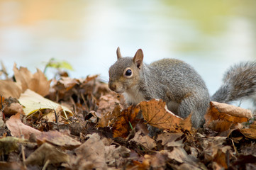 gray squirrel in the foreground eating peanut