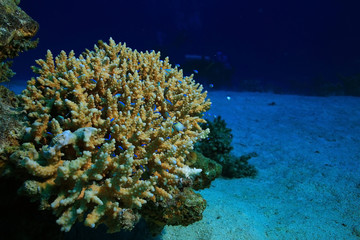 Fototapeta na wymiar small coral fish underwater