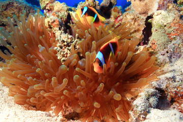 Naklejka na ściany i meble anemone fish, clown fish, underwater photo