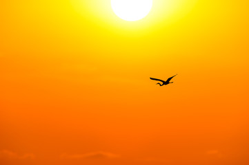 Obraz premium Bird Silhouette Flying