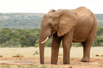 Two legs in the watering hole -  Bush Elephant