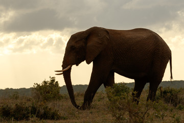 Fototapeta na wymiar Sundown walk for the Bush Elephant