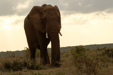 Fototapeta na wymiar Bush Elephant walking away from the clouds