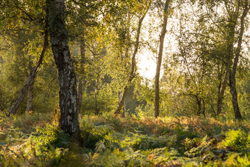 Lonely Tree in the Sunshine Forest
