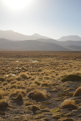 Vegetação rasteira em deserto com montanhas ao fundo