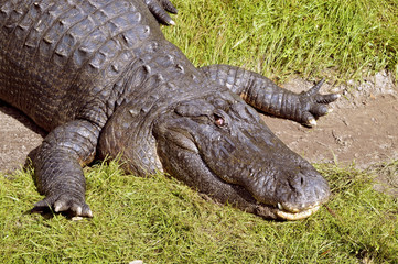 American alligator