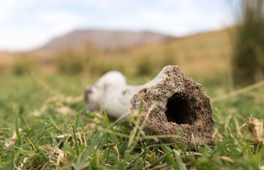 bone of an animal in nature