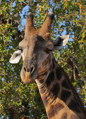 Giraffe in Kruger National Park, Southafrica