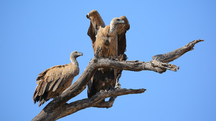 Vulture in Kruger National Park, Southafrica