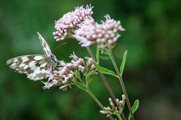 marbled white butterfly on a flower (Melanargia galathea, Nymphalidae family)