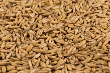 Fototapeten natural oat grains background, closeup © VertigoBarrov