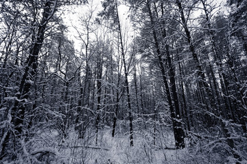 Fototapeta premium Forest Covered by Snow in Winter Landscape