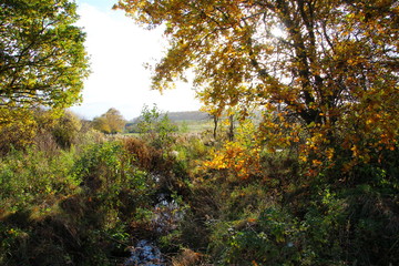 Fototapeta premium Fall at the stream in November