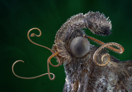 Extra sharp portrait of gray mustache moth from Dominicana through a microscope.