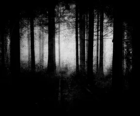 Foto auf Alu-Dibond Black White Scary Halloween Forest Wallpaper © wilqku