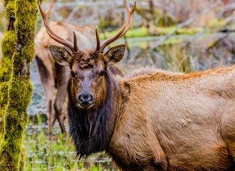 Male Elk