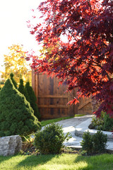 Japanese Maple  (Acer palmatum)  in Fall 10