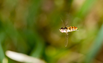 fly in flight in nature. macro