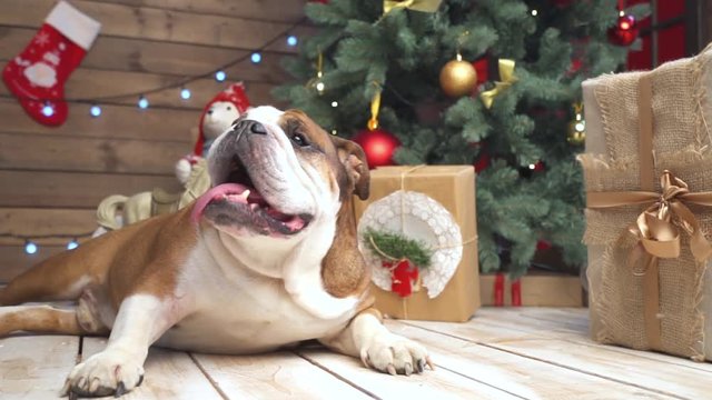 Bulldog at the Christmas tree