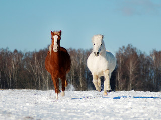 Two ponies running on the snow winter, white and red pony galloping