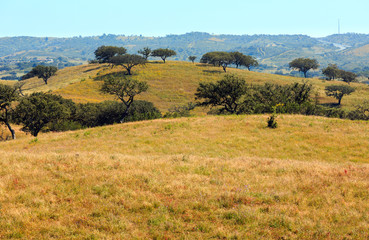 Fototapeta na wymiar Summer country landscape.