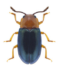 Beetle Triplax aenea on a white background