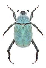 Beetle Hoplia parvula on a white background