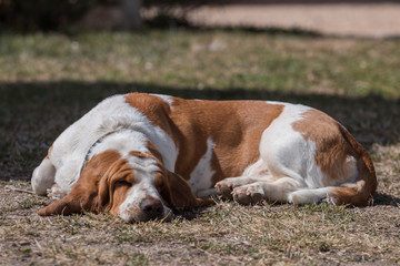 White and brown basset dog