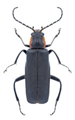 Beetle Cantharis obscura on a white background