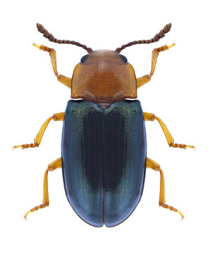 Beetle Triplax aenea on a white background