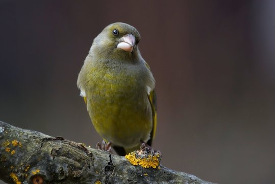 Dzwoniec (Chloris chloris)